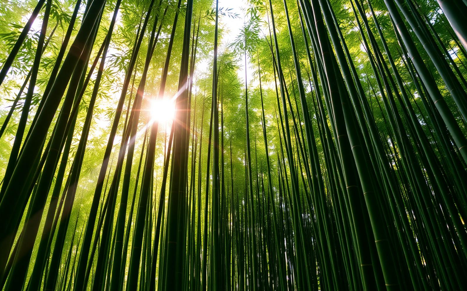 Tall bamboo grove with sunlight filtering through